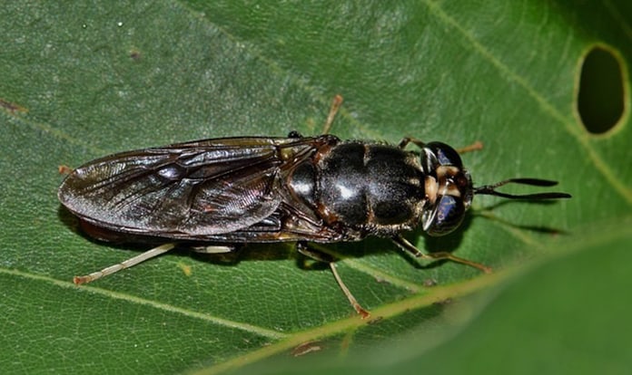 AB Agri and Livalta explore black soldier fly for fish feed