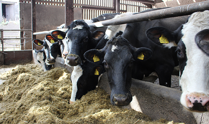 AB Vista partners with Volac for Mycocheck, new mycotoxin service