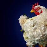 AB Vista to extend reach across Asia Pacific with Signis