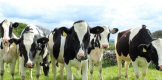 ADM Animal Nutrition Introduces NutriPass L Encapsulated Lysine