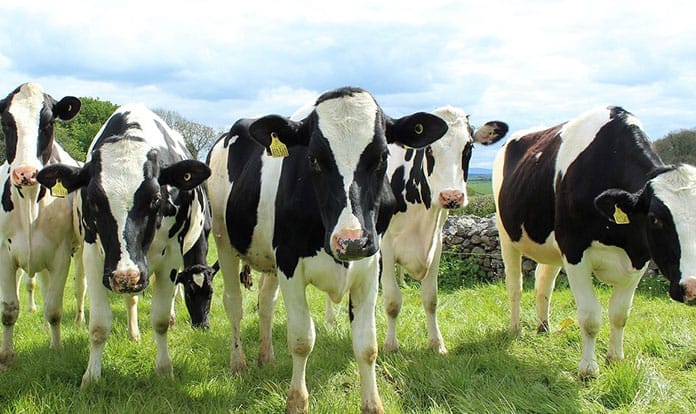 ADM Animal Nutrition Introduces NutriPass™ L Encapsulated Lysine