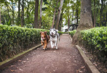 ADM demonstrates postbiotic benefits for dogs in clinical trial