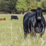 ADM expands animal nutrition and performance services