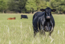 ADM expands animal nutrition and performance services