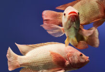 ADM launches new solution for tilapia productivity