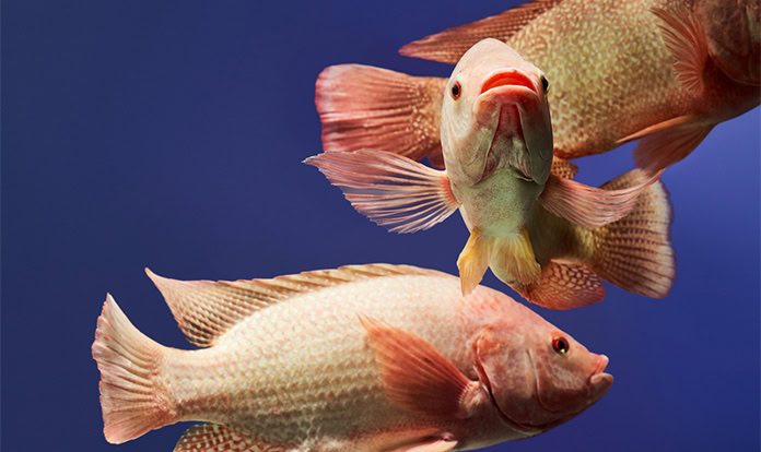 ADM launches new solution for tilapia productivity
