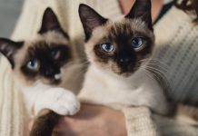 ADM-led study focuses on cat digestive health