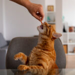 ADM opens microbiome research hub for pet and livestock health