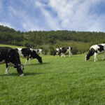 ADM to launch new feed additive for dairy cows at SPACE 2025