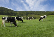 ADM to launch new feed additive for dairy cows at SPACE 2025