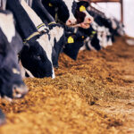 ADM unveils new feed solution for dairy cows at SPACE 2025