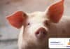 ASF: Ongoing change in global pork markets in 2021