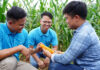 Aboitiz Foods strengthens yellow corn value chain in Philippines