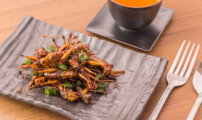 Adisseo, Entobel join forces on alternative insect protein development