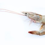 Adisseo and Cargill join SSP to transform aquaculture