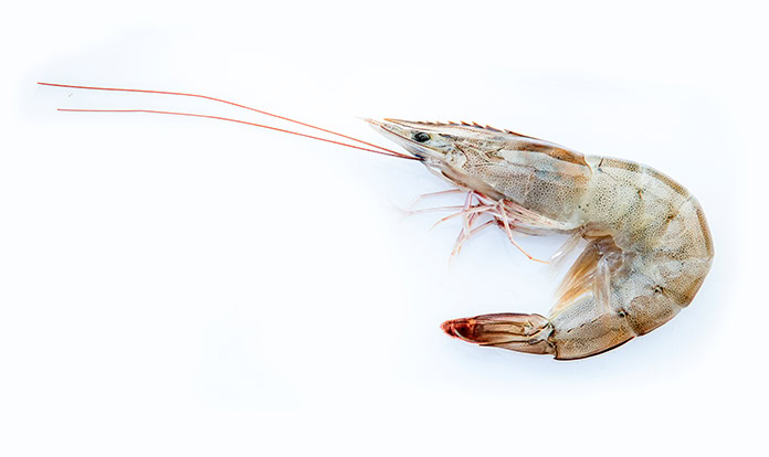 Adisseo and Cargill join SSP to transform aquaculture 