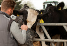 Adisseo launches partnership program for AA-balanced dairy nutrition