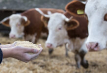 Adisseo publishes updated vitamin recommendations