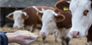 Adisseo publishes updated vitamin recommendations