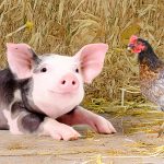 Adisseo reveals its program for animal resilience