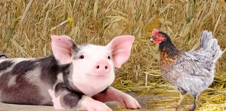 Adisseo reveals its program for animal resilience