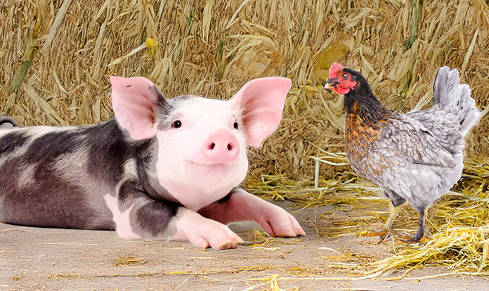 Adisseo reveals its program for animal resilience