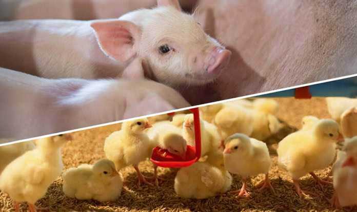 Adisseo unveils winners of its third Research Grant