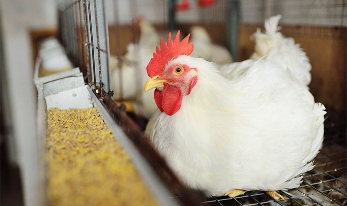 Adisseo’s new on-farm tool predicts true energy use in poultry