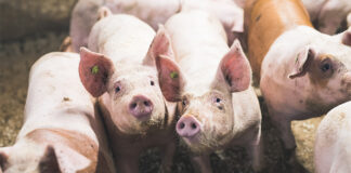 African swine fever confirmed at Estonian pig farm