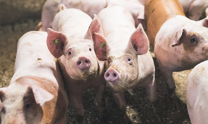 African swine fever confirmed at Estonian pig farm