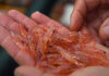 Aker BioMarine: Krill meal supports better aquaculture outcomes during winter