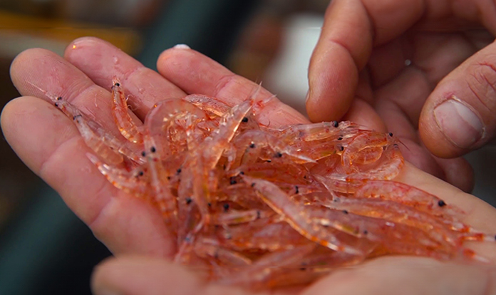 Aker BioMarine: Krill meal supports better aquaculture outcomes during winter