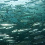 Aker BioMarine makes distribution agreements for Europe