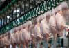 Akola Group plans €13 million poultry investment across Lithuania and Latvia