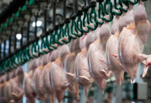 Akola Group plans €13 million poultry investment across Lithuania and Latvia