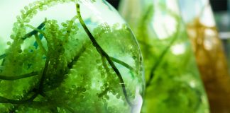 Algae-Based Animal Feed and its Global Market Status