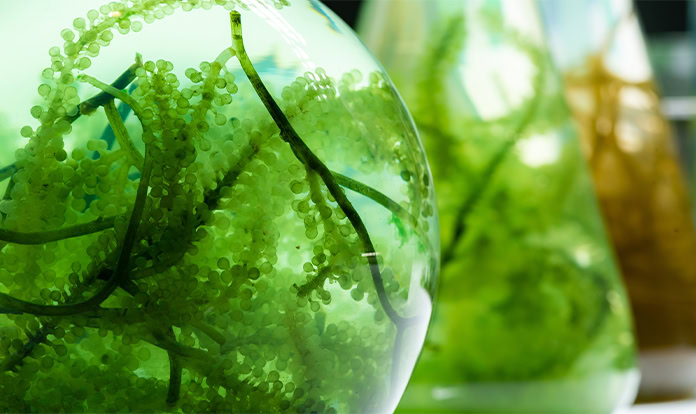 Algae-Based Animal Feed and its Global Market Status