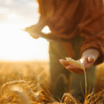 Alltech Harvest Analysis: Weather conditions increase mycotoxin risk