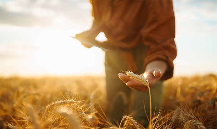 Alltech Harvest Analysis: Weather conditions increase mycotoxin risk