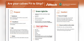 Alltech and CSU launch bilingual calf transport poster