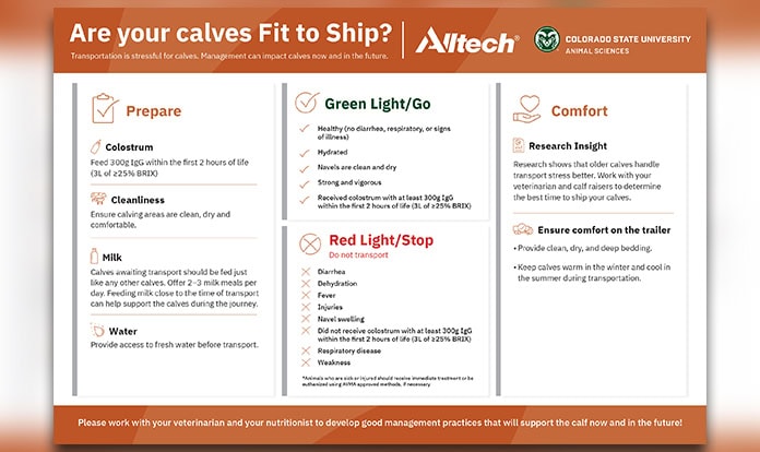 Alltech and CSU launch bilingual calf transport poster 