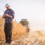 Alltech has explained results of the 2022 European Harvest Analysis. The results of the analysis indicate high levels of mycotoxins in grains across Europe. Alltech, one of the leading companies in the animal nutrition industry, announced the results of the 2022 European Harvest Analysis. The analysis reveals that grains in Europe contain high levels of mycotoxins due to drought. According to the company statement, similar to 2021, widespread drought throughout Europe during the 2022 growing season has directly impacted the presence of moulds and mycotoxins in new crop grains and forages. The Alltech 2022 European Harvest Analysis uncovers the true threat mycotoxins pose to animals and producers. To determine the most accurate representation of mycotoxin risk across Europe, Alltech has again collaborated with SGS, a global leader in mycotoxin testing and certification. Data for this programme has been collected for key feed ingredients on a regional level, and analysis indicates moderate to high levels of mycotoxin risk. The results of the 2022 analysis are based on over 1,000 samples of the most common grains and forages produced and used in the European livestock industry. Samples have been collected from farms or animal feed production sites in 20 different countries, offering a representative picture of the contamination risk in all regions, with an overall moderate to high risk. ''Generally, the current results look very similar to the analysis we performed in 2021, with the aflatoxin issue in Central and Southeastern Europe dominating the headlines and creating the greatest challenge for feed and livestock producers to manage,” said Dr. Radka Borutova, European technical support manager with the Alltech Mycotoxin Management team. “Although this analysis gives a robust assessment of the mycotoxin risk in Europe this year until you actually test the ingredients that you are using in your business, it can be difficult to implement an effective control plan.’’ KEY RESULTS FROM THE ALLTECH 2022 EUROPEAN HARVEST ANALYSIS INCLUDE: • 100% of samples contained mycotoxins, with 79% containing 2 or more • On average, each sample contained 4.5 mycotoxins • Aflatoxins, type B trichothecenes, fumonisins and emerging mycotoxins are the most dominant groups detected • 67 corn samples exceeded aflatoxin regulatory limits for feed usage (>20 ppb) The aflatoxin challenge in corn For the second year running, aflatoxin contamination of corn in Central and Southeastern Europe is a dominant issue for feed and livestock producers to consider as they begin to purchase and use ingredients during the coming feeding season. Aflatoxin is a warm-weather toxin, and the widespread extreme heat conditions during the main growing season are likely to have contributed to the levels appearing in corn samples. Wheat and barley Mycotoxin levels in wheat and barley are less than those contained in corn. While the average number of mycotoxins detected in many corn samples is above 5, in small grains, it is typically closer to 3 This variance is reflected in the risk equivalent quantity (REQ) and the risk of feeding these ingredients to specific species and animal groups. For instance, in sows and gilts, this year’s corn samples represent moderate to higher risk of mycotoxins, but when small grains are fed to the same animals, the mycotoxin risk is deemed to be lower. Straw Although widely used in ruminant diets and swine bedding, contamination of straw with mycotoxins is often overlooked. However, as testing in Denmark continues to reveal, straw samples primarily contain higher levels of mycotoxins. DON is the leading mycotoxin of concern and is likely resulting from a combination of pre- and post-harvest contamination. The problem can be exacerbated when straw is left in the field for a prolonged period, exposed to rain and dampness. Forages In all regions of Europe, grass and corn silage samples contained levels of mycotoxins that would be deemed higher risk for use in dairy production. The presence of elevated levels of Penicillium toxins are seen as the main contributor to this risk. Risk to specific animal groups • Pig producers should be aware that the corn risk level based on the average REQ for breeding sows and young piglets is deemed to be moderate to high, while the risk coming from small grains (wheat and barley) is low, with certain pockets of moderate to high risk. • When the mycotoxin corn contamination levels are applied to poultry, the mycotoxin risk for breeding birds, broilers and layers is moderate, while the risk coming from small grains (wheat and barley) is low. • In ruminants, the results from the corn and forage samples analysed so far indicate a moderate to high risk in dairy cows.