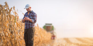 Alltech has explained results of the 2022 European Harvest Analysis. The results of the analysis indicate high levels of mycotoxins in grains across Europe. Alltech, one of the leading companies in the animal nutrition industry, announced the results of the 2022 European Harvest Analysis. The analysis reveals that grains in Europe contain high levels of mycotoxins due to drought. According to the company statement, similar to 2021, widespread drought throughout Europe during the 2022 growing season has directly impacted the presence of moulds and mycotoxins in new crop grains and forages. The Alltech 2022 European Harvest Analysis uncovers the true threat mycotoxins pose to animals and producers. To determine the most accurate representation of mycotoxin risk across Europe, Alltech has again collaborated with SGS, a global leader in mycotoxin testing and certification. Data for this programme has been collected for key feed ingredients on a regional level, and analysis indicates moderate to high levels of mycotoxin risk. The results of the 2022 analysis are based on over 1,000 samples of the most common grains and forages produced and used in the European livestock industry. Samples have been collected from farms or animal feed production sites in 20 different countries, offering a representative picture of the contamination risk in all regions, with an overall moderate to high risk. ''Generally, the current results look very similar to the analysis we performed in 2021, with the aflatoxin issue in Central and Southeastern Europe dominating the headlines and creating the greatest challenge for feed and livestock producers to manage,” said Dr. Radka Borutova, European technical support manager with the Alltech Mycotoxin Management team. “Although this analysis gives a robust assessment of the mycotoxin risk in Europe this year until you actually test the ingredients that you are using in your business, it can be difficult to implement an effective control plan.’’ KEY RESULTS FROM THE ALLTECH 2022 EUROPEAN HARVEST ANALYSIS INCLUDE: • 100% of samples contained mycotoxins, with 79% containing 2 or more • On average, each sample contained 4.5 mycotoxins • Aflatoxins, type B trichothecenes, fumonisins and emerging mycotoxins are the most dominant groups detected • 67 corn samples exceeded aflatoxin regulatory limits for feed usage (>20 ppb) The aflatoxin challenge in corn For the second year running, aflatoxin contamination of corn in Central and Southeastern Europe is a dominant issue for feed and livestock producers to consider as they begin to purchase and use ingredients during the coming feeding season. Aflatoxin is a warm-weather toxin, and the widespread extreme heat conditions during the main growing season are likely to have contributed to the levels appearing in corn samples. Wheat and barley Mycotoxin levels in wheat and barley are less than those contained in corn. While the average number of mycotoxins detected in many corn samples is above 5, in small grains, it is typically closer to 3 This variance is reflected in the risk equivalent quantity (REQ) and the risk of feeding these ingredients to specific species and animal groups. For instance, in sows and gilts, this year’s corn samples represent moderate to higher risk of mycotoxins, but when small grains are fed to the same animals, the mycotoxin risk is deemed to be lower. Straw Although widely used in ruminant diets and swine bedding, contamination of straw with mycotoxins is often overlooked. However, as testing in Denmark continues to reveal, straw samples primarily contain higher levels of mycotoxins. DON is the leading mycotoxin of concern and is likely resulting from a combination of pre- and post-harvest contamination. The problem can be exacerbated when straw is left in the field for a prolonged period, exposed to rain and dampness. Forages In all regions of Europe, grass and corn silage samples contained levels of mycotoxins that would be deemed higher risk for use in dairy production. The presence of elevated levels of Penicillium toxins are seen as the main contributor to this risk. Risk to specific animal groups • Pig producers should be aware that the corn risk level based on the average REQ for breeding sows and young piglets is deemed to be moderate to high, while the risk coming from small grains (wheat and barley) is low, with certain pockets of moderate to high risk. • When the mycotoxin corn contamination levels are applied to poultry, the mycotoxin risk for breeding birds, broilers and layers is moderate, while the risk coming from small grains (wheat and barley) is low. • In ruminants, the results from the corn and forage samples analysed so far indicate a moderate to high risk in dairy cows.