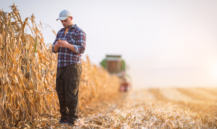 Alltech has explained results of the 2022 European Harvest Analysis. The results of the analysis indicate high levels of mycotoxins in grains across Europe.Alltech, one of the leading companies in the animal nutrition industry, announced the results of the 2022 European Harvest Analysis. The analysis reveals that grains in Europe contain high levels of mycotoxins due to drought.According to the company statement, similar to 2021, widespread drought throughout Europe during the 2022 growing season has directly impacted the presence of moulds and mycotoxins in new crop grains and forages. The Alltech 2022 European Harvest Analysis uncovers the true threat mycotoxins pose to animals and producers. To determine the most accurate representation of mycotoxin risk across Europe, Alltech has again collaborated with SGS, a global leader in mycotoxin testing and certification. Data for this programme has been collected for key feed ingredients on a regional level, and analysis indicates moderate to high levels of mycotoxin risk.The results of the 2022 analysis are based on over 1,000 samples of the most common grains and forages produced and used in the European livestock industry. Samples have been collected from farms or animal feed production sites in 20 different countries, offering a representative picture of the contamination risk in all regions, with an overall moderate to high risk.''Generally, the current results look very similar to the analysis we performed in 2021, with the aflatoxin issue in Central and Southeastern Europe dominating the headlines and creating the greatest challenge for feed and livestock producers to manage,” said Dr. Radka Borutova, European technical support manager with the Alltech Mycotoxin Management team. “Although this analysis gives a robust assessment of the mycotoxin risk in Europe this year until you actually test the ingredients that you are using in your business, it can be difficult to implement an effective control plan.’’KEY RESULTS FROM THE ALLTECH 2022 EUROPEAN HARVEST ANALYSIS INCLUDE:
•	100% of samples contained mycotoxins, with 79% containing 2 or more
•	On average, each sample contained 4.5 mycotoxins
•	Aflatoxins, type B trichothecenes, fumonisins and emerging mycotoxins are the most dominant groups detected
•	67 corn samples exceeded aflatoxin regulatory limits for feed usage ( data-srcset=