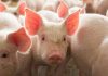 Alltech introduces its new product to reinforce gut health in pigs
