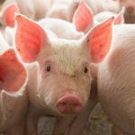 Alltech introduces its new product to reinforce gut health in pigs