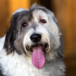 Alltech launches new prebiotic fiber for gut health