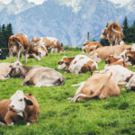 Alltech to highlight sustainable animal agriculture at COP30