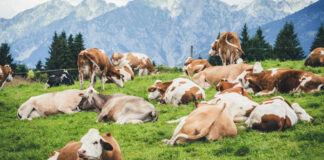 Alltech to highlight sustainable animal agriculture at COP30