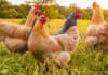 Alltech's new meta-analysis shows remarkable results for poultry